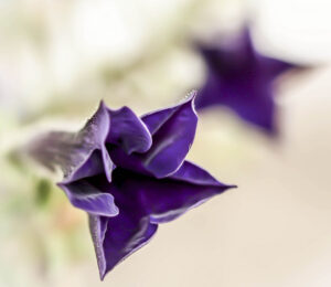 Macro photo of purple petunias