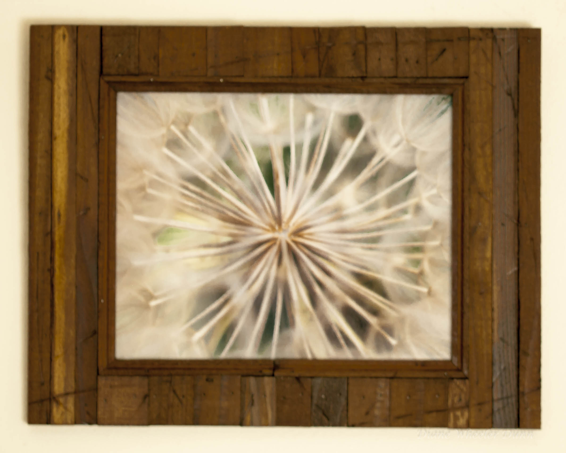 framed photo of dandelion