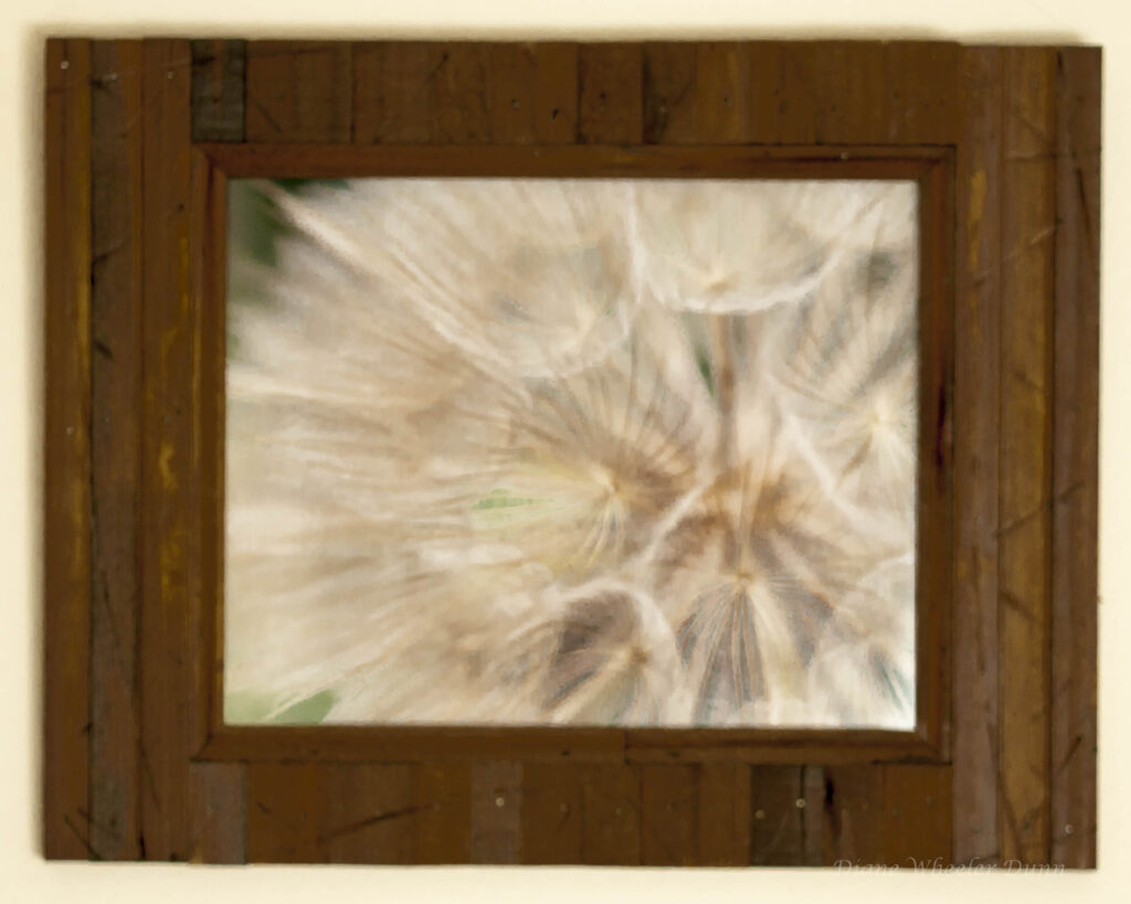 framed photo of dandelion