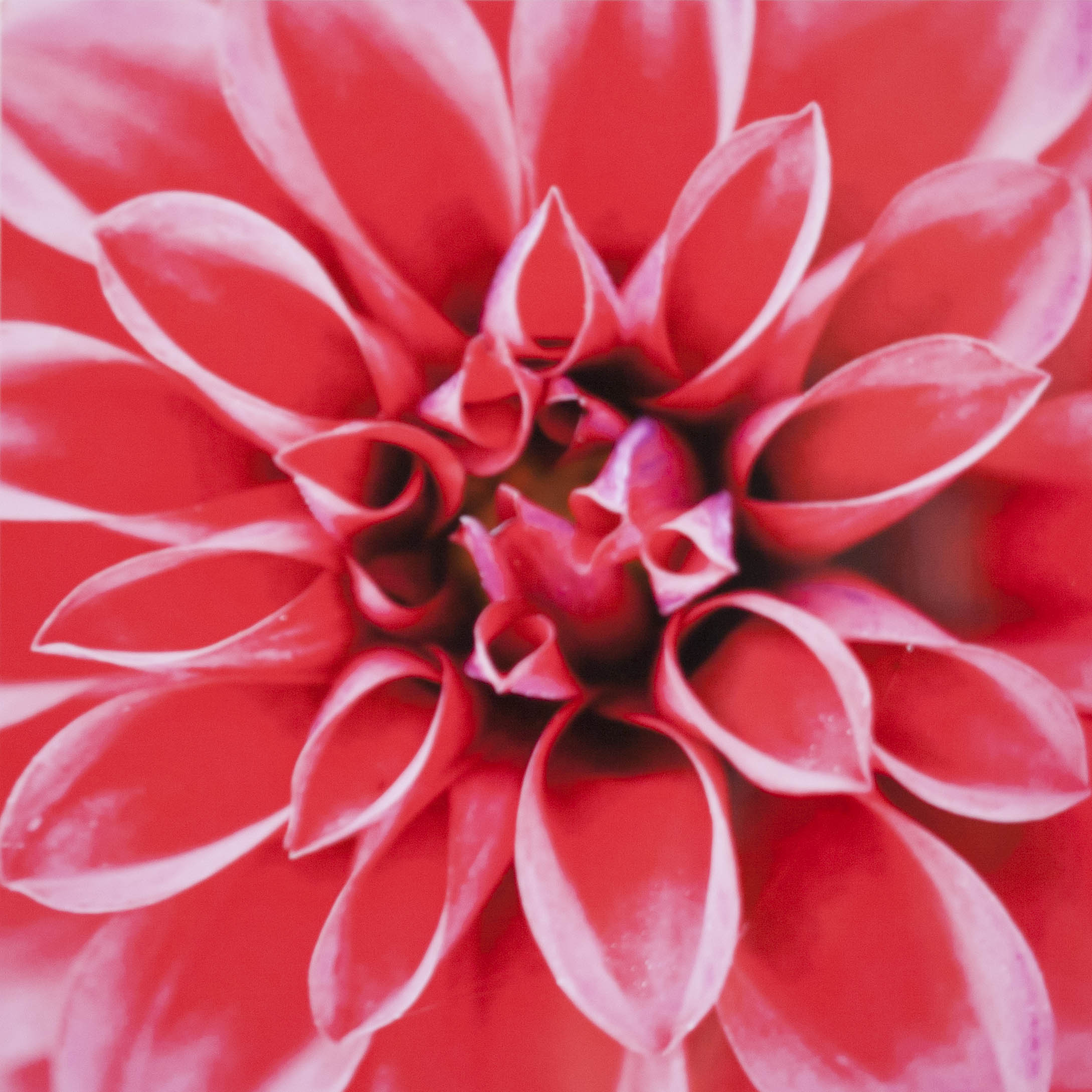 red dahlia