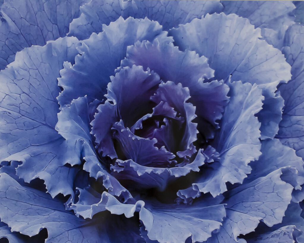 blue ornamental cabbage